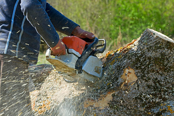 Best Tree Disease Treatment  in Ripley, WV